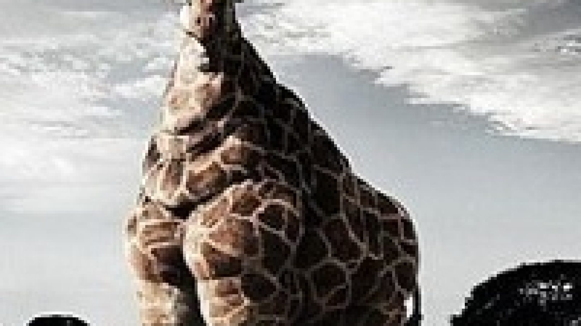 266-cover-girafe_obese