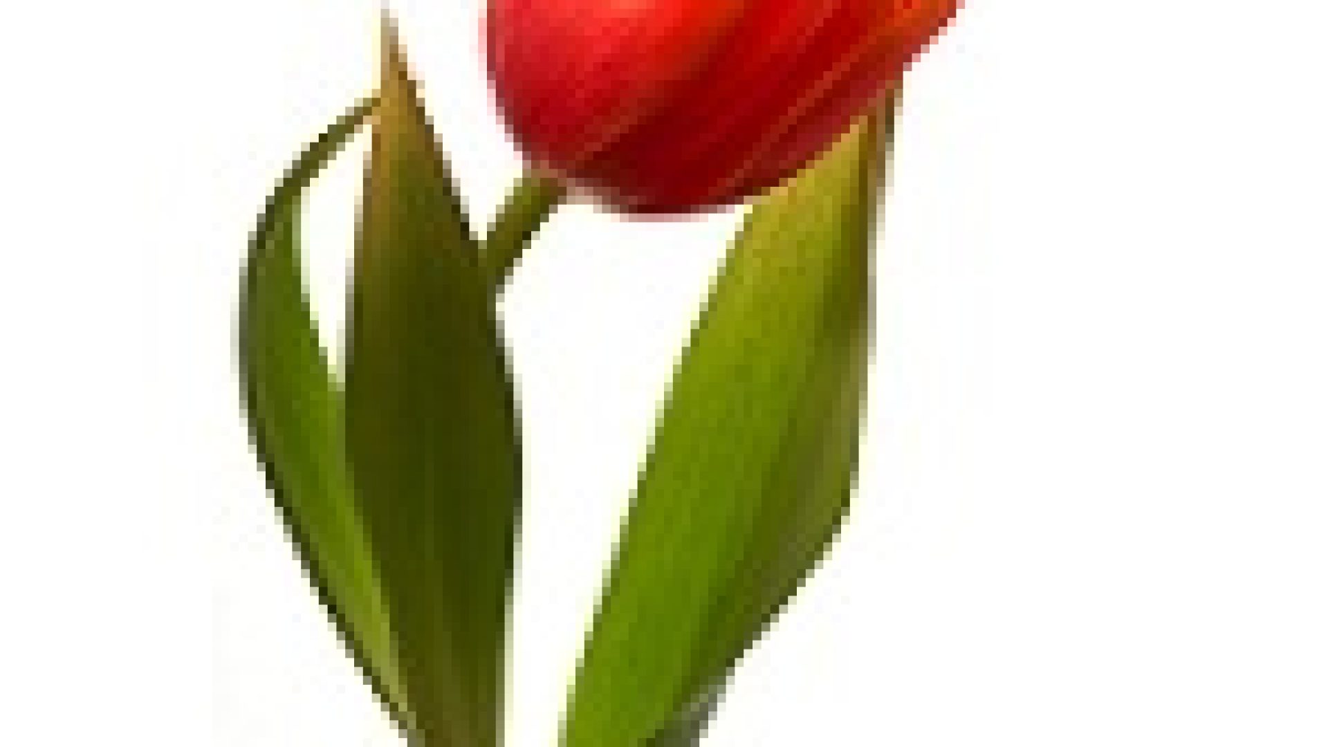 328-cover-tulipe1